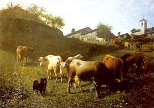 Mucche al pascolo