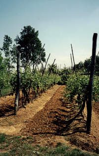 Vigna a Rivara