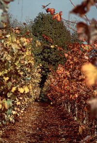 Vigna Pierino in autunno